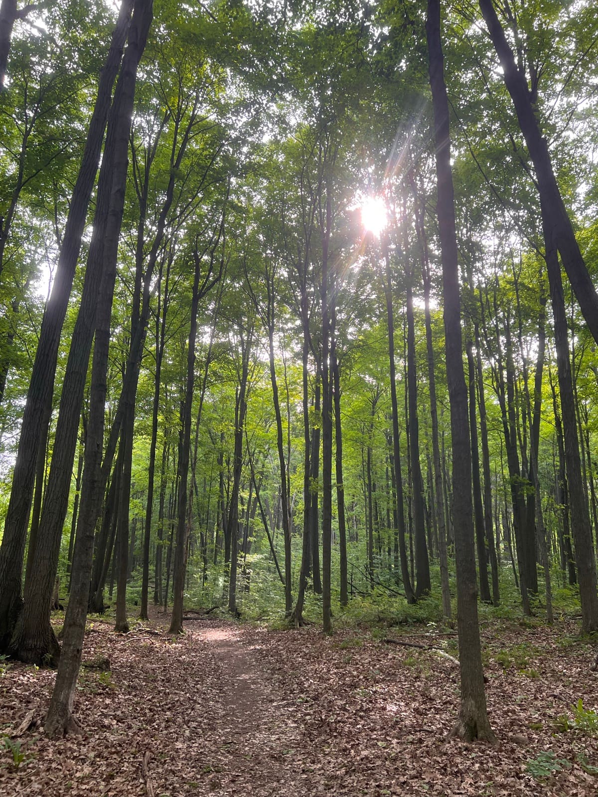 Sunlight filtering through tall trees above a leaf-strewn woodland trail at Sheppard's Bush